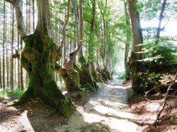 La Bletterie : allée des géant avec des hêtres tortueux