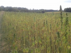 Traversée d'un champ de chanvre...