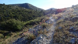 sentier final au pied du mont Pigeot