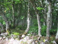 Forêt de chênes surle plateau d'Ambel
