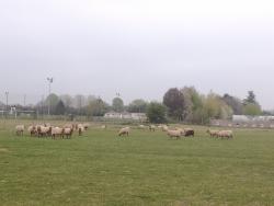 Plateau Briard vers Mandres les Roses