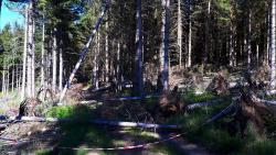 Puy d'Oscot, un chemin plein d'arbres déraciné (fin juin 2020)