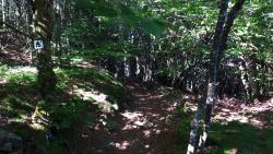 Joli chemin façon single en Forêt d'Ayguebonne