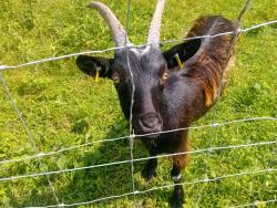 Biquette au Etangs de Servon