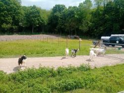 Biquettes aux Etangs de Servon