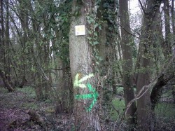 Retour vers Laon par les marais.
La randonnée à eu lieu il y a 1 an et pourtant, carte et GPS ne sont quasiment pas nécessaire tant la peinture verte tient bien aux arbres !
Là, c'est à droite, ne pas confondre les flèches d'autres parcours qui